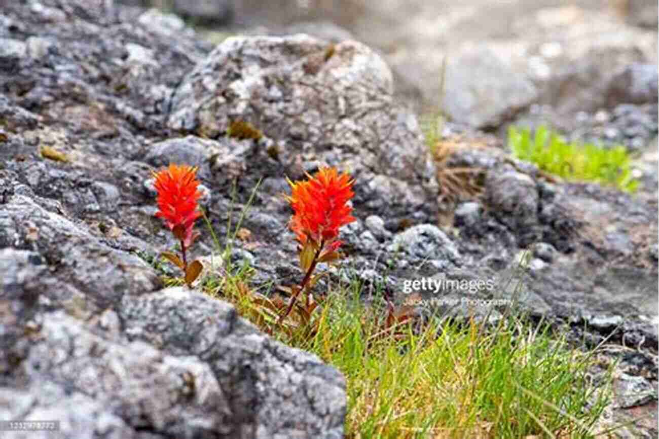 Vibrant Red Indian Paintbrush Wildflowers Of The Mountain West