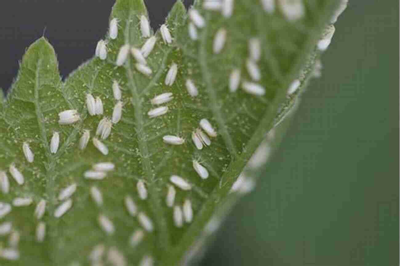 Whiteflies On The Underside Of Plant Leaves Lexicon Of Plant Pests And Diseases