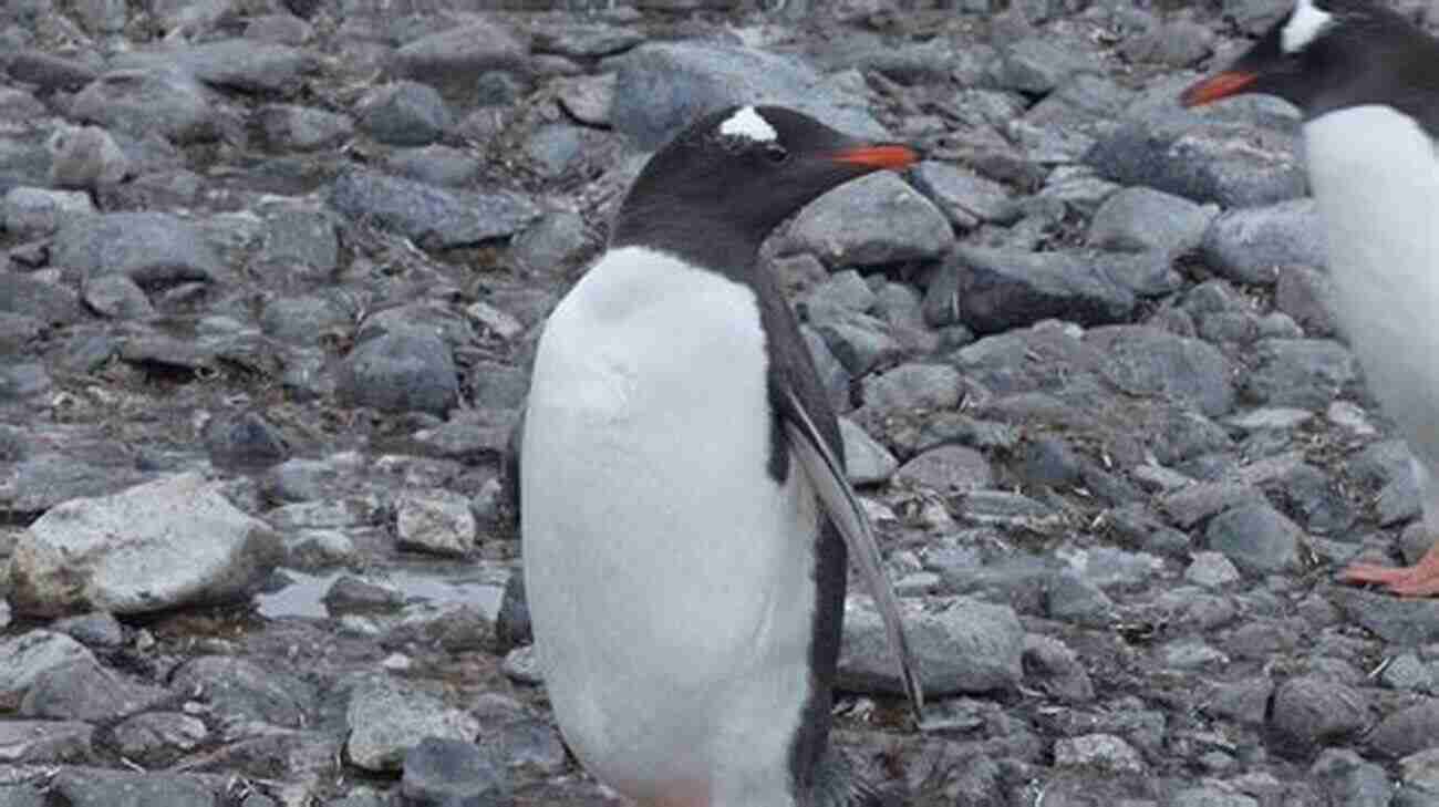 Wolf Dawn Kaplan Observing Penguins In Antarctica WOLF DAWN A L Kaplan