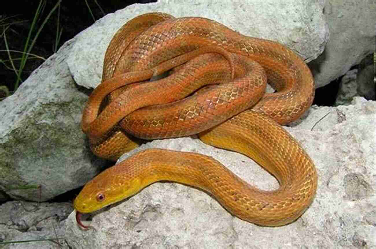 Yellow Rat Snake A Beautiful And Fascinating Creature YELLOW RAT SNAKE: The Step By Step Guide To Understand Everything About Yellow Rat Snake