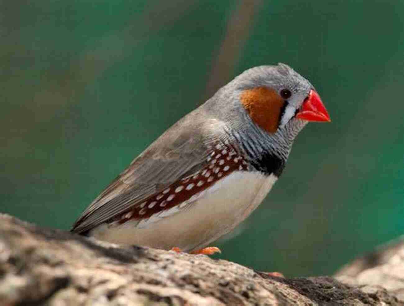 Zebra Finch Finches As Pets The Complete Owners Guide: Includes Information On The House Finch Zebra Finch Gouldian Finch Red Yellow Purple Green And Goldfinch Breeding Feeding And Cages