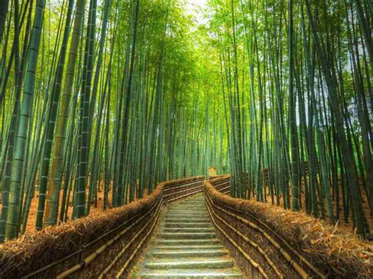 Bamboo Forest In Kyoto The Practical Japan Travel Guide All You Need To Know For A Great Trip