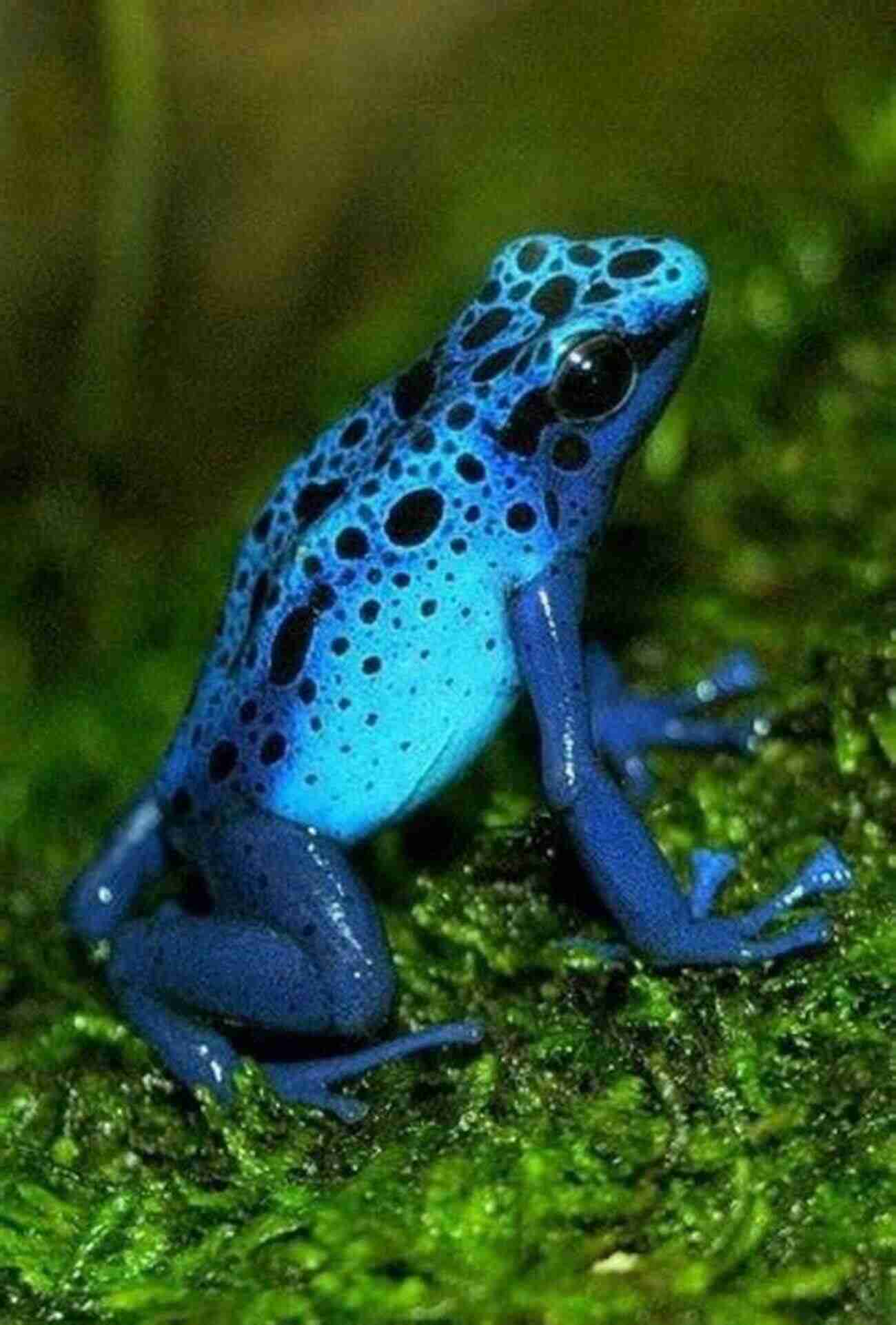 Blue Poison Dart Frog Colorful Pet For Teenagers COLORFUL FROGS: Top 5 Most Colorful Frog Pets That Are Perfect For Teenagers