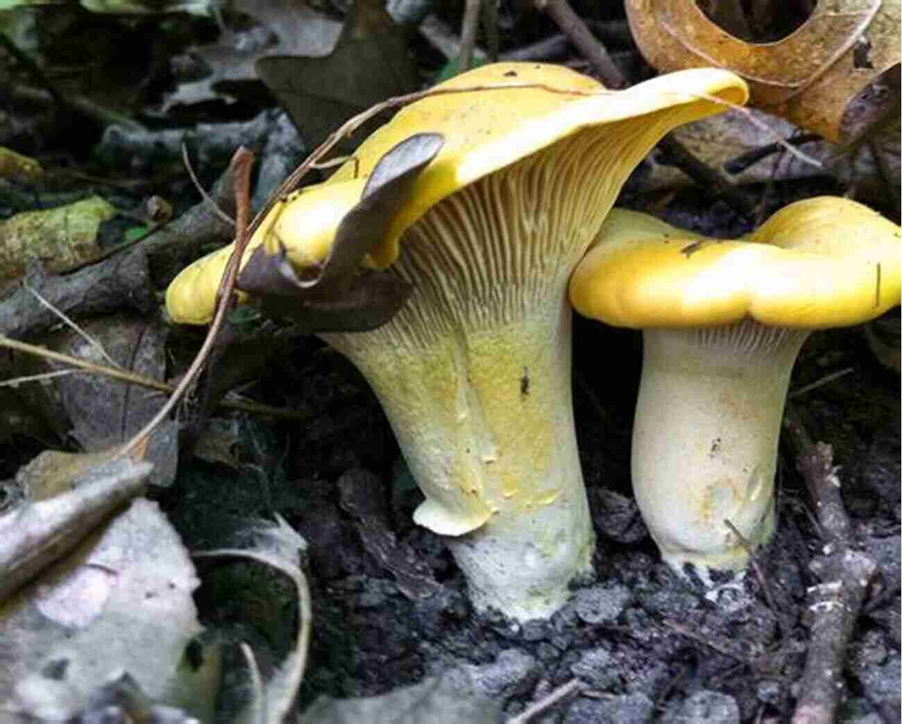 Chanterelle Mushrooms Golden Beauties With A Fruity Aroma Mushrooms Of Umstead State Park: And Surrounding Region