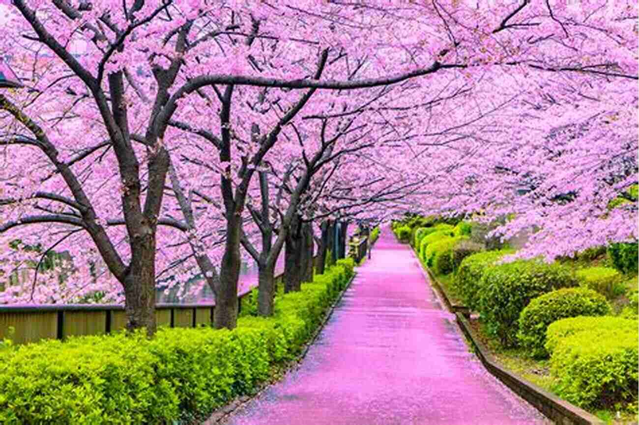 Cherry Blossoms In Japan The Practical Japan Travel Guide All You Need To Know For A Great Trip