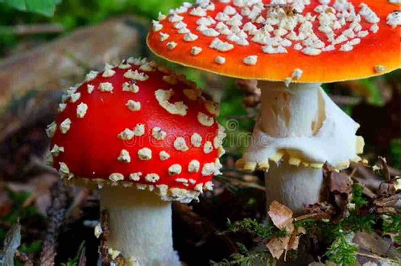 Fly Agaric Mushrooms Vibrant Red Caps With White Spots Mushrooms Of Umstead State Park: And Surrounding Region