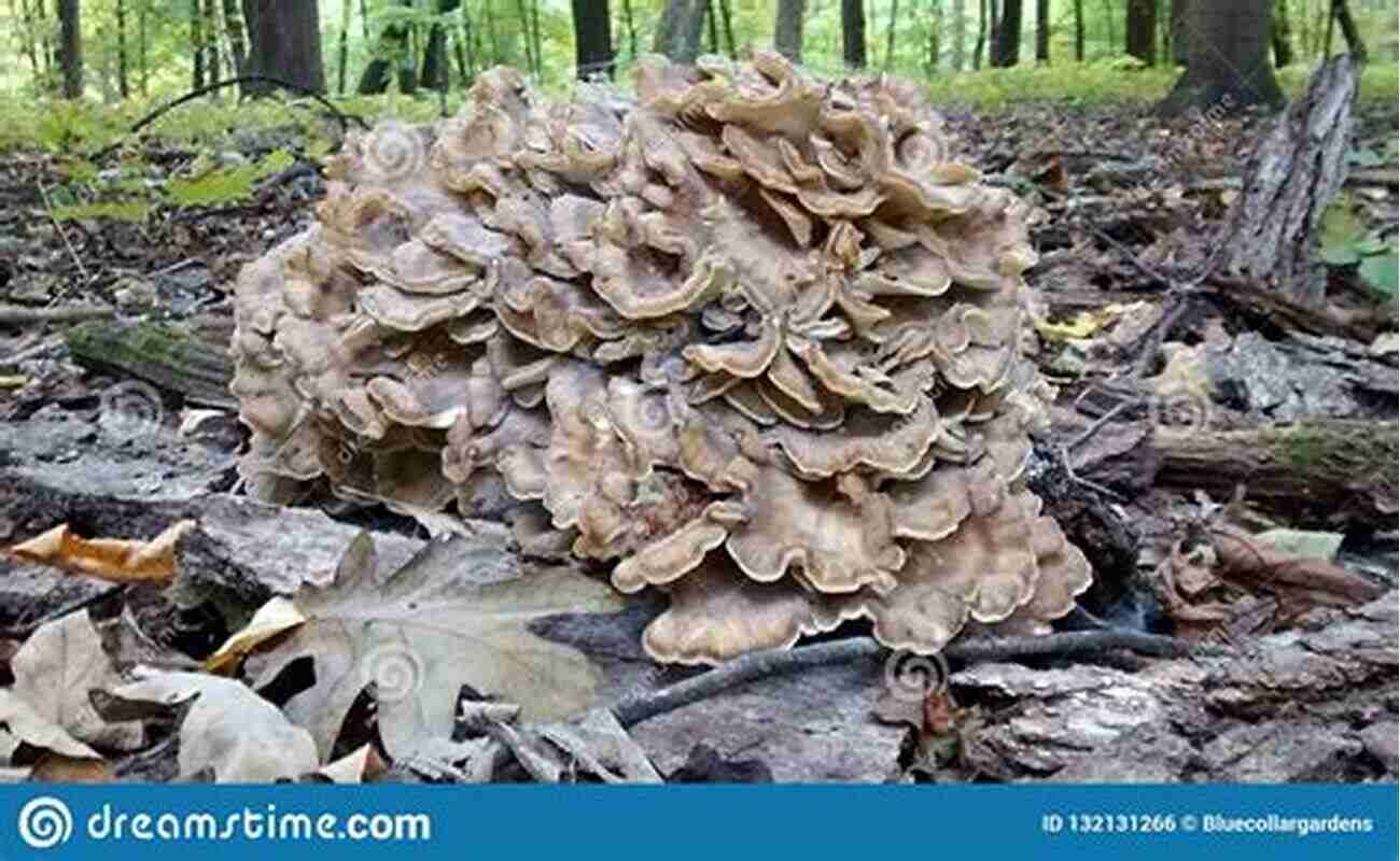 Hen Of The Woods Mushroom Layered Formation Resembling Ruffled Feathers Mushrooms Of Umstead State Park: And Surrounding Region