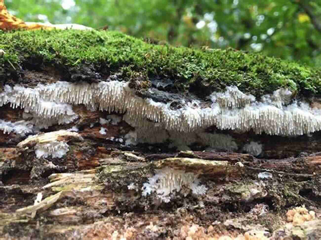 Lion's Mane Mushroom A Flurry Of White Tendrils Hanging From A Log Mushrooms Of Umstead State Park: And Surrounding Region