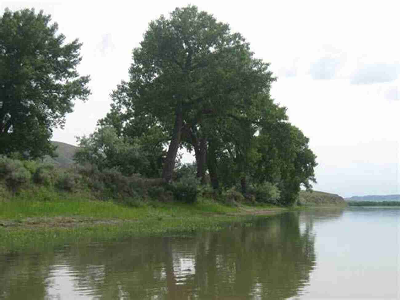 Majestic Cottonwood Trees Lining A Riverbank The Language Of Cottonwoods: Essays On The Future Of North Dakota