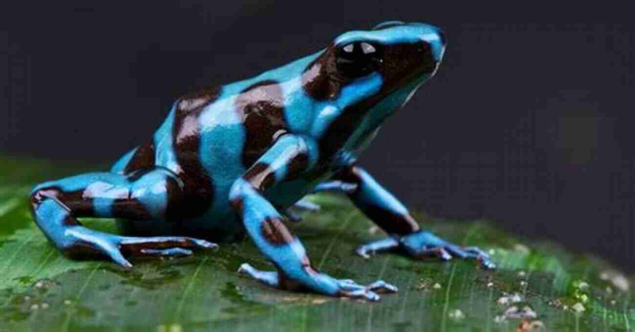 Poison Dart Frog Colorful Pet For Teenagers COLORFUL FROGS: Top 5 Most Colorful Frog Pets That Are Perfect For Teenagers