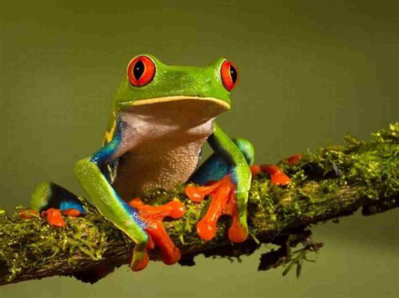 Red Eyed Tree Frog Colorful Pet For Teenagers COLORFUL FROGS: Top 5 Most Colorful Frog Pets That Are Perfect For Teenagers