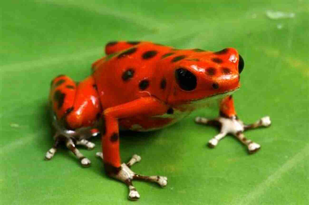 Strawberry Poison Dart Frog Colorful Pet For Teenagers COLORFUL FROGS: Top 5 Most Colorful Frog Pets That Are Perfect For Teenagers