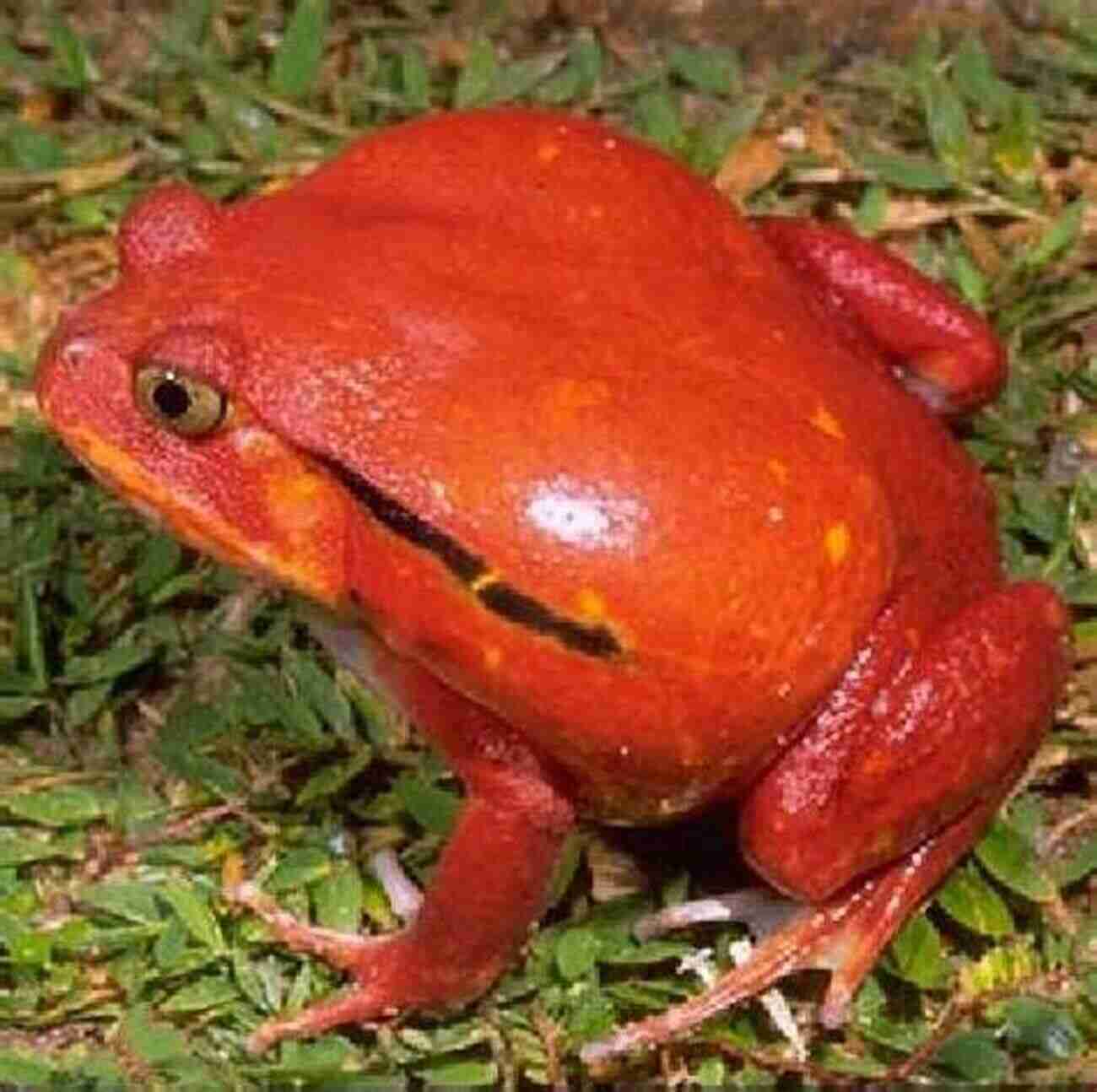 Tomato Frog Colorful Pet For Teenagers COLORFUL FROGS: Top 5 Most Colorful Frog Pets That Are Perfect For Teenagers