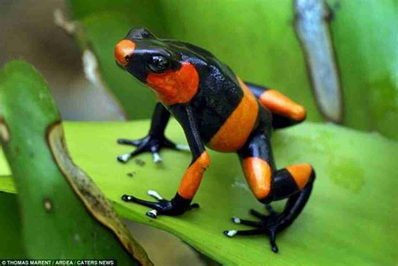 Vibrant Colorful Frog Pets Perfect For Teenagers COLORFUL FROGS: Top 5 Most Colorful Frog Pets That Are Perfect For Teenagers