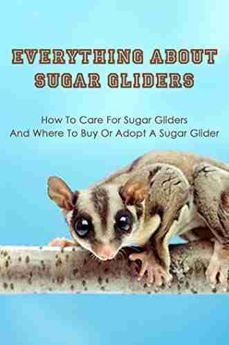 Everything About Sugar Gliders: How To Care For Sugar Gliders Where To Buy Or Adopt A Sugar Glider