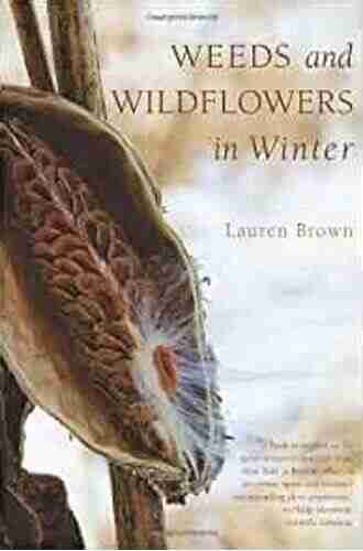 Weeds And Wildflowers In Winter